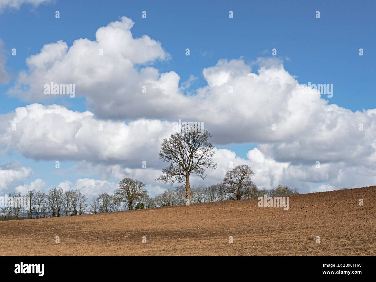 Field in springtime near Holme on Spalding Moor, East Yorkshire