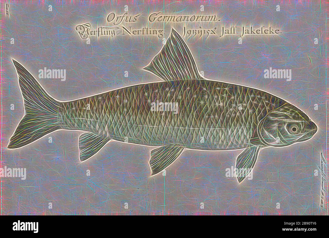 Leuciscus pigus, Print, Leuciscus is a genus of fish belonging to the family Cyprinidae. They are inland water fishes commonly called Eurasian daces. The genus is widespread from Europe to Siberia. Species broadly distributed in Europe include the common dace Leuciscus leuciscus and the ide L. idus., 1700-1880, Reimagined by Gibon, design of warm cheerful glowing of brightness and light rays radiance. Classic art reinvented with a modern twist. Photography inspired by futurism, embracing dynamic energy of modern technology, movement, speed and revolutionize culture. Stock Photo