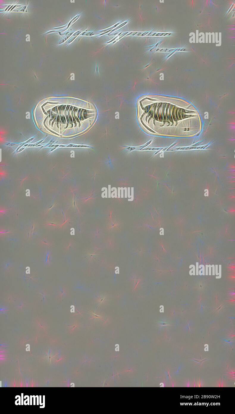 Terrestrial isopods hires stock photography and images Alamy