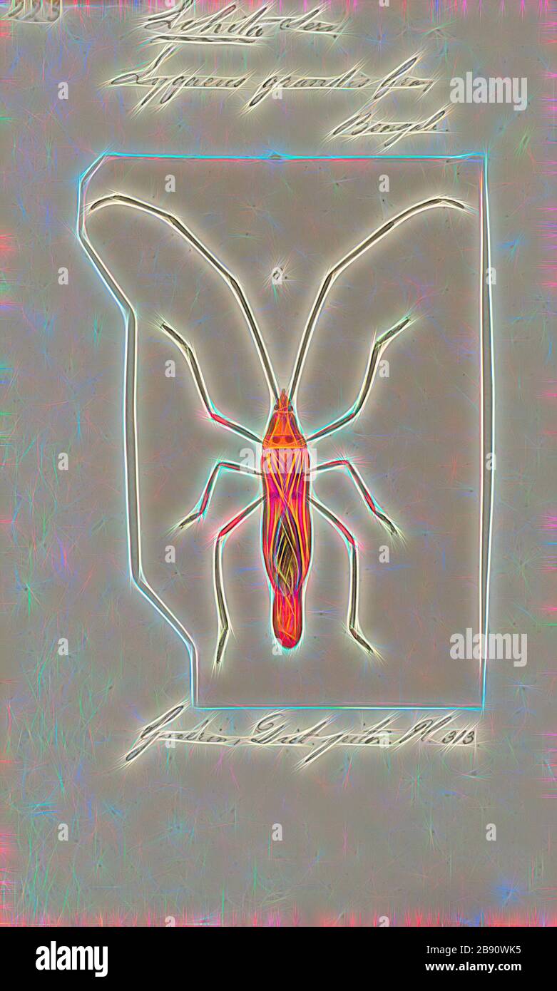 Family Largidae High Resolution Stock Photography and Images - Alamy