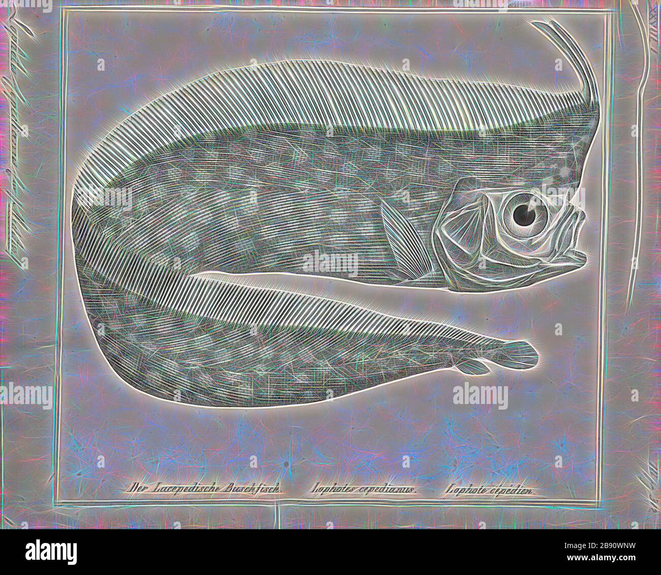 Lophotus cepedianus, Print, Lophotus is a genus of crestfishes, 1700-1880, Reimagined by Gibon, design of warm cheerful glowing of brightness and light rays radiance. Classic art reinvented with a modern twist. Photography inspired by futurism, embracing dynamic energy of modern technology, movement, speed and revolutionize culture. Stock Photo