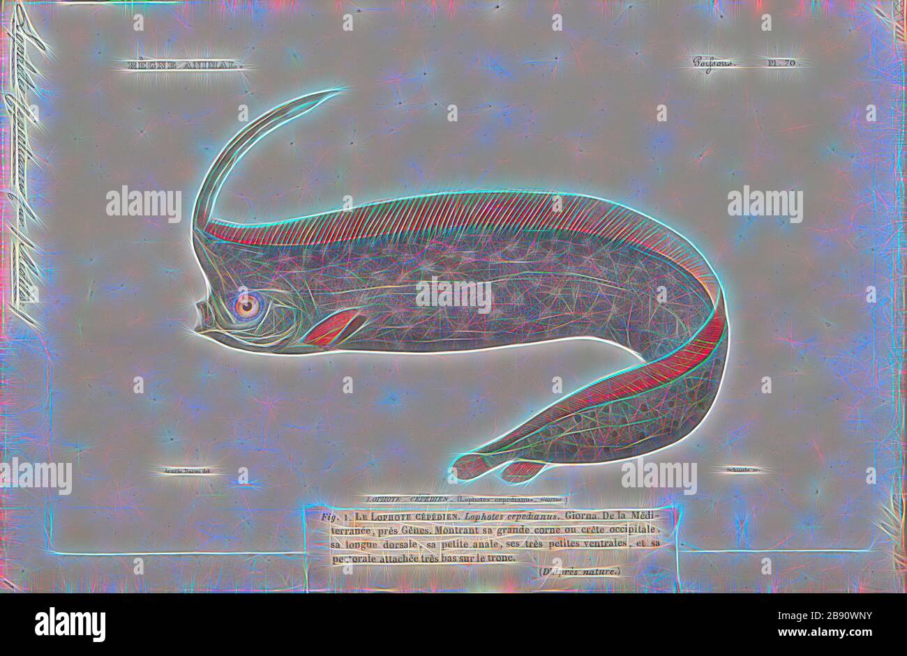 Lophotus cepedianus, Print, Lophotus is a genus of crestfishes, 1700-1880, Reimagined by Gibon, design of warm cheerful glowing of brightness and light rays radiance. Classic art reinvented with a modern twist. Photography inspired by futurism, embracing dynamic energy of modern technology, movement, speed and revolutionize culture. Stock Photo