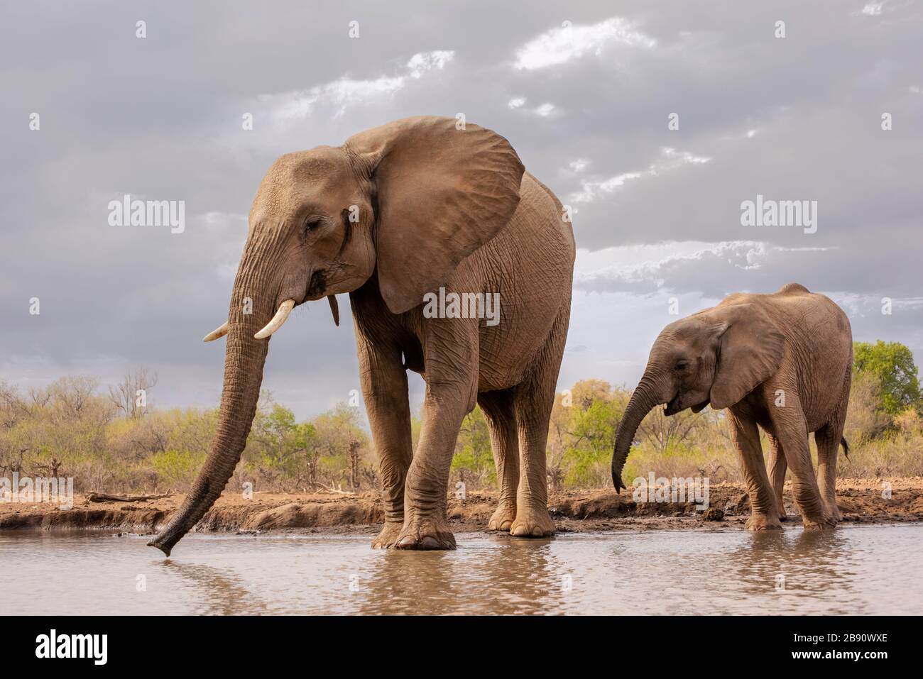 Mother and Young Calf Elephant Drinking at the Waterhole in Botswana, Africa Stock Photo