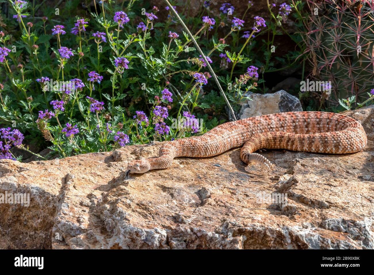 Hissing Southwestern Speckled Rattlesnake, Rose Variation Stock Photo
