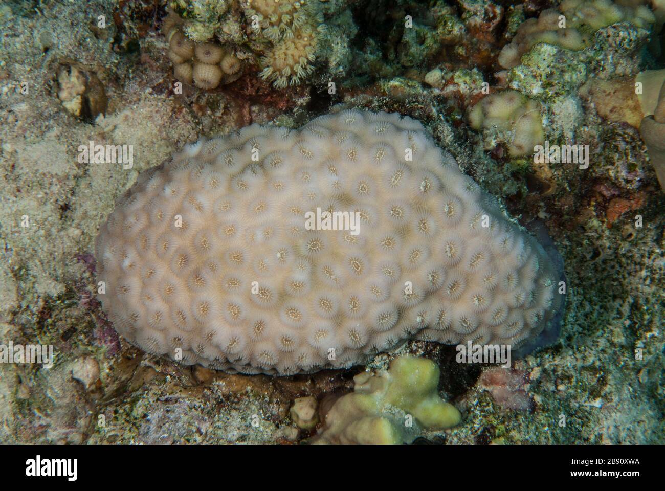 Honeycomb coral, pineapple coral, Favia favus, Favidae, Sharm el Sheikh Red Sea, Egypt Stock Photo