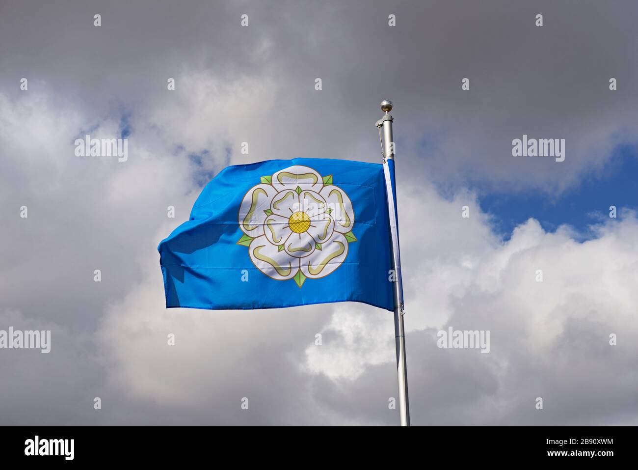 Flag flying the white rose of Yorkshire Stock Photo Alamy