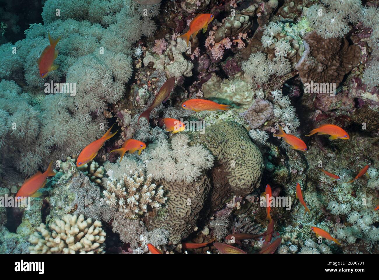 Coral reef, Sharm el Sheikh Red Sea, Egypt Stock Photo