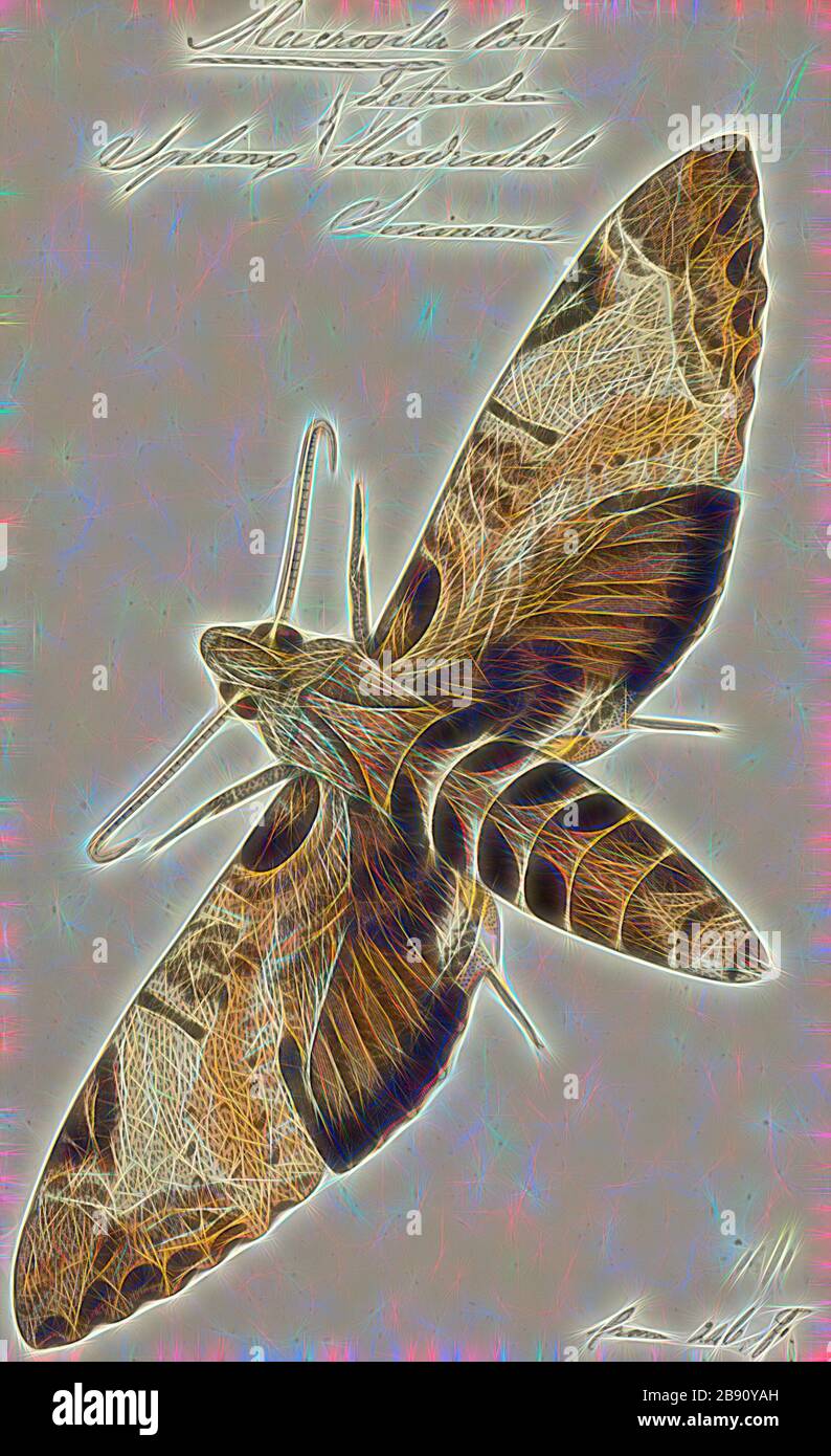 Macrosila, Print, Pseudosphinx is a monotypic moth genus in the family