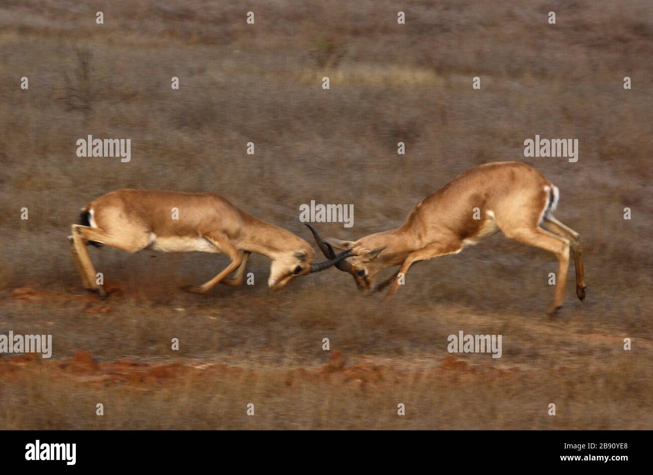 Indian Gazelle Stock Photo