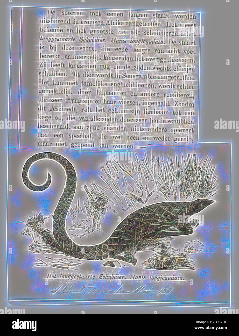 Manis Longicaudata Print The Long Tailed Pangolin Phataginus Tetradactyla Also Called The African Black Bellied Pangolin Or Ipi Is A Diurnal Arboreal Pangolin Species Belonging To The Family Manidae In The Order Pholidota They Jonathan was an extremely popular baby name in the 1990s. alamy