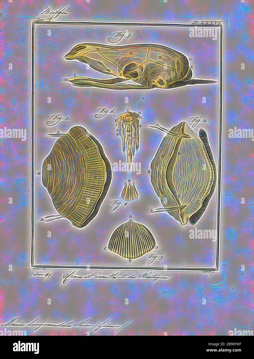 Manis Longicaudata Print The Long Tailed Pangolin Phataginus Tetradactyla Also Called The African Black Bellied Pangolin Or Ipi Is A Diurnal Arboreal Pangolin Species Belonging To The Family Manidae In The Order Pholidota They