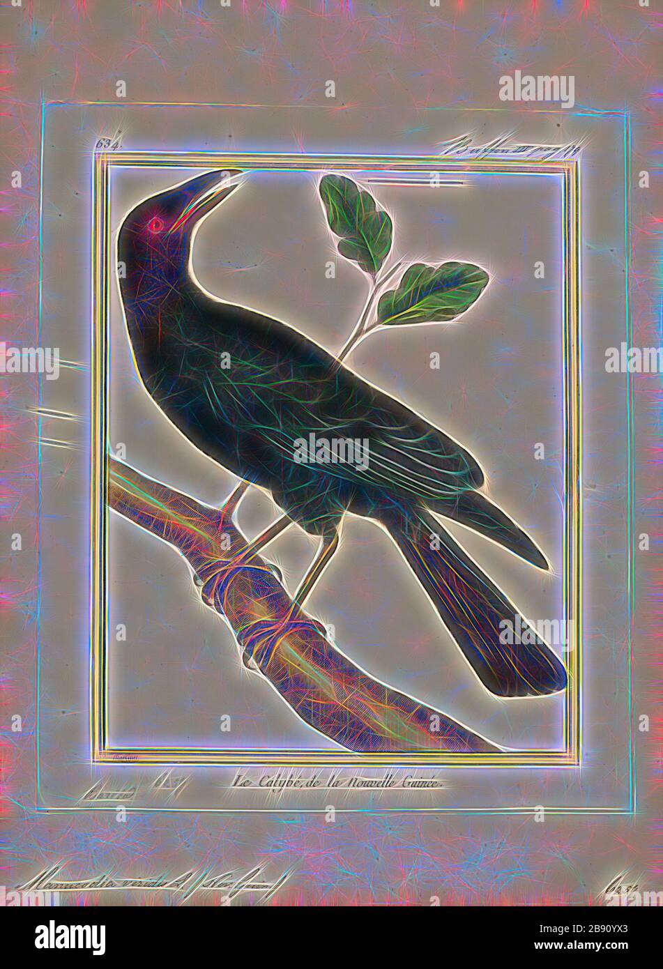 Manucodia viridis, Print, Manucode, Manucodes are birds-of-paradise in the genus Manucodia, that are medium-sized with black-glossed purple and green plumages., Reimagined by Gibon, design of warm cheerful glowing of brightness and light rays radiance. Classic art reinvented with a modern twist. Photography inspired by futurism, embracing dynamic energy of modern technology, movement, speed and revolutionize culture. Stock Photo