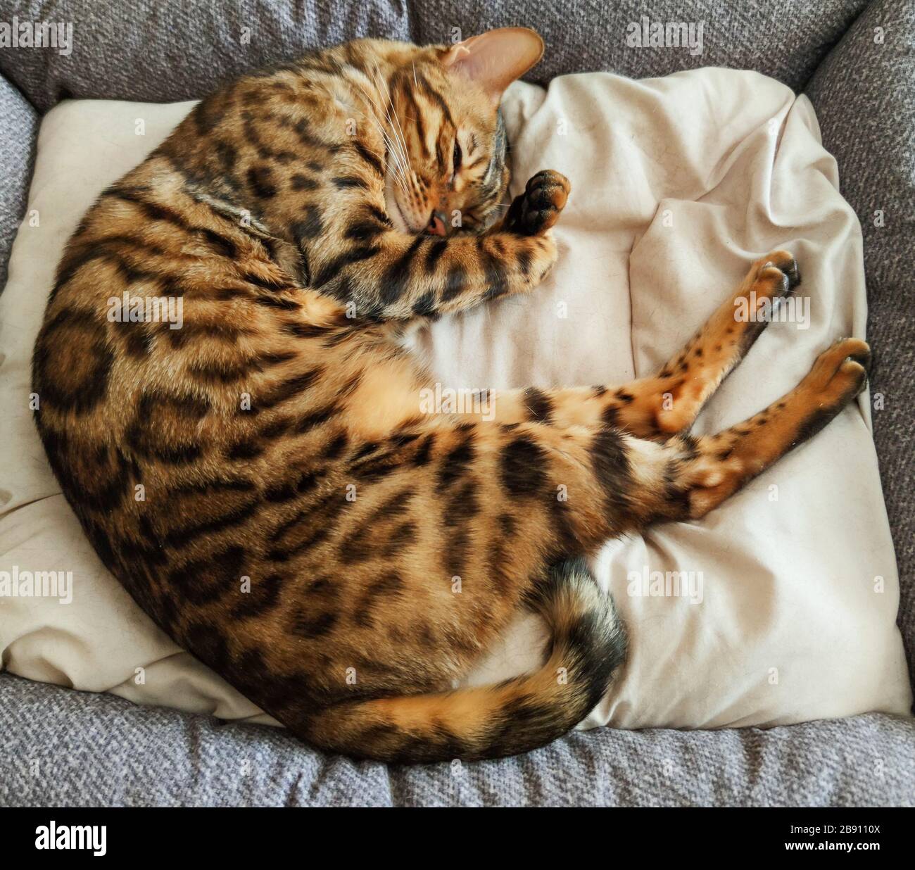 Ginger Bengal Kitten High Resolution Stock Photography and Images 