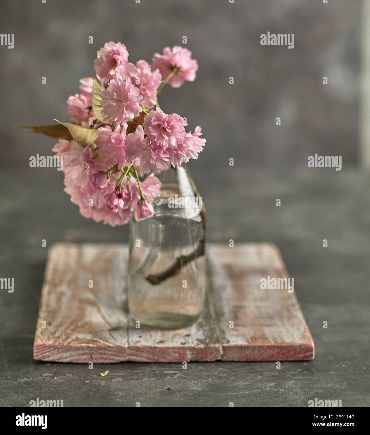 Cherry blossom in a milk bottle vase Stock Photo