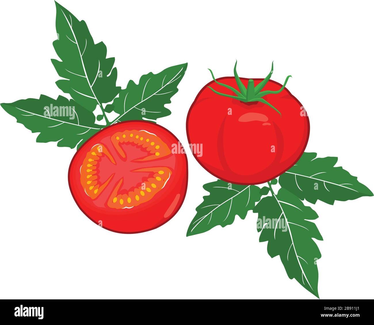 whole tomato and half sliced design vector on a white background Stock Vector