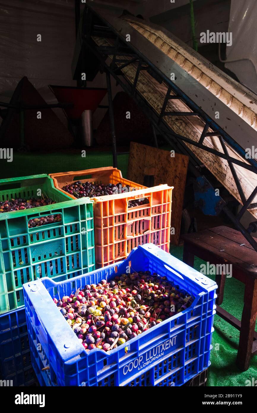 Olives waiting to be pressed at the tradiitional Olive Oil Extraction Press, Quatretonda Stock Photo