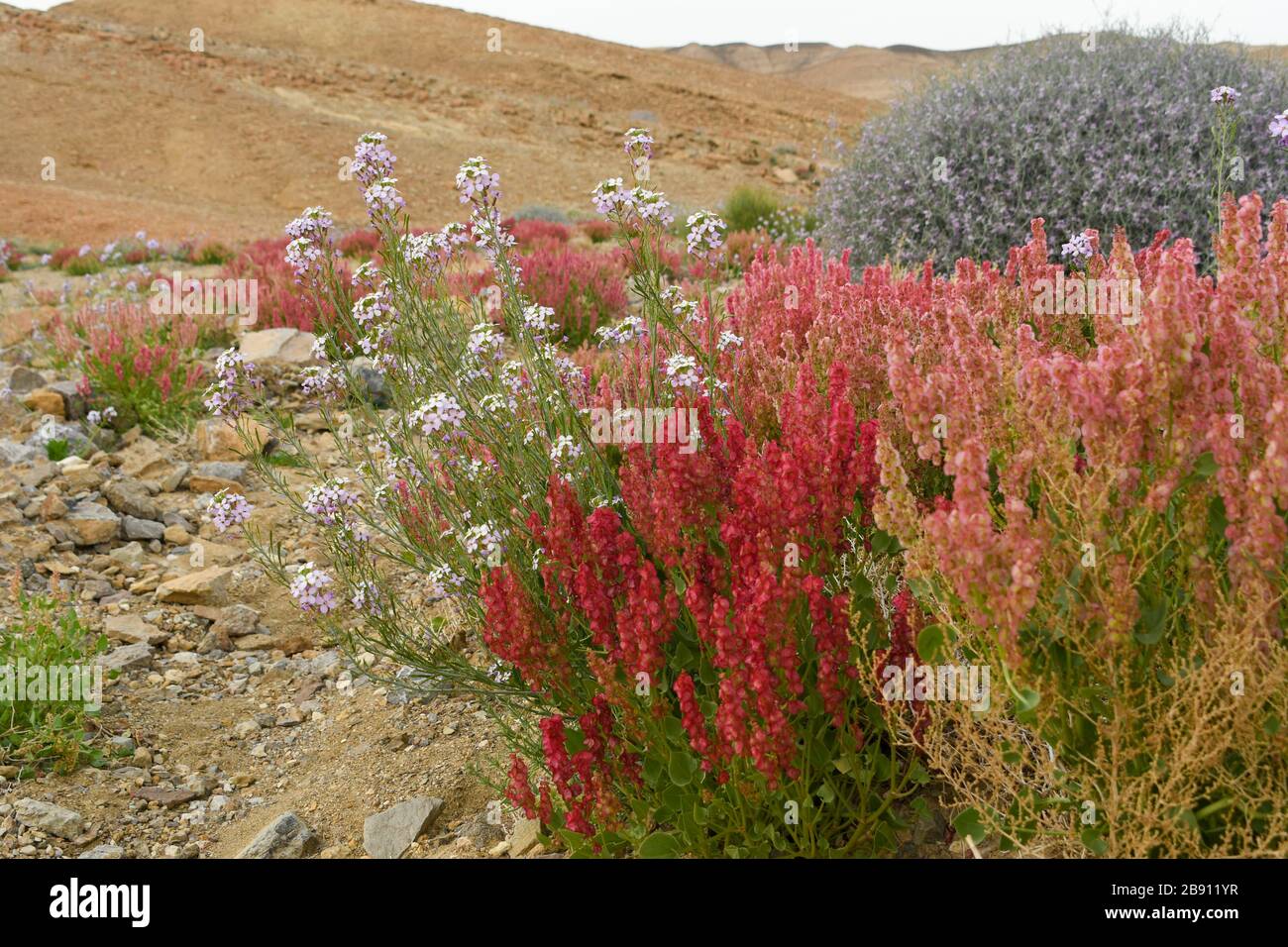After a rare rainy season in the Negev Desert and Israel in general, an abundance of wildflowers sprout out and bloom. Knotweed sorrel (Rumex cyprius Stock Photo