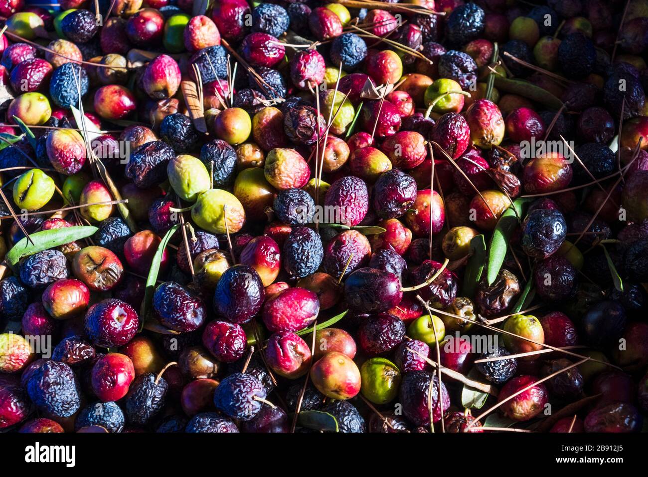 Olives waiting to be pressed at the tradiitional Olive Oil Extraction Press, Quatretonda Stock Photo