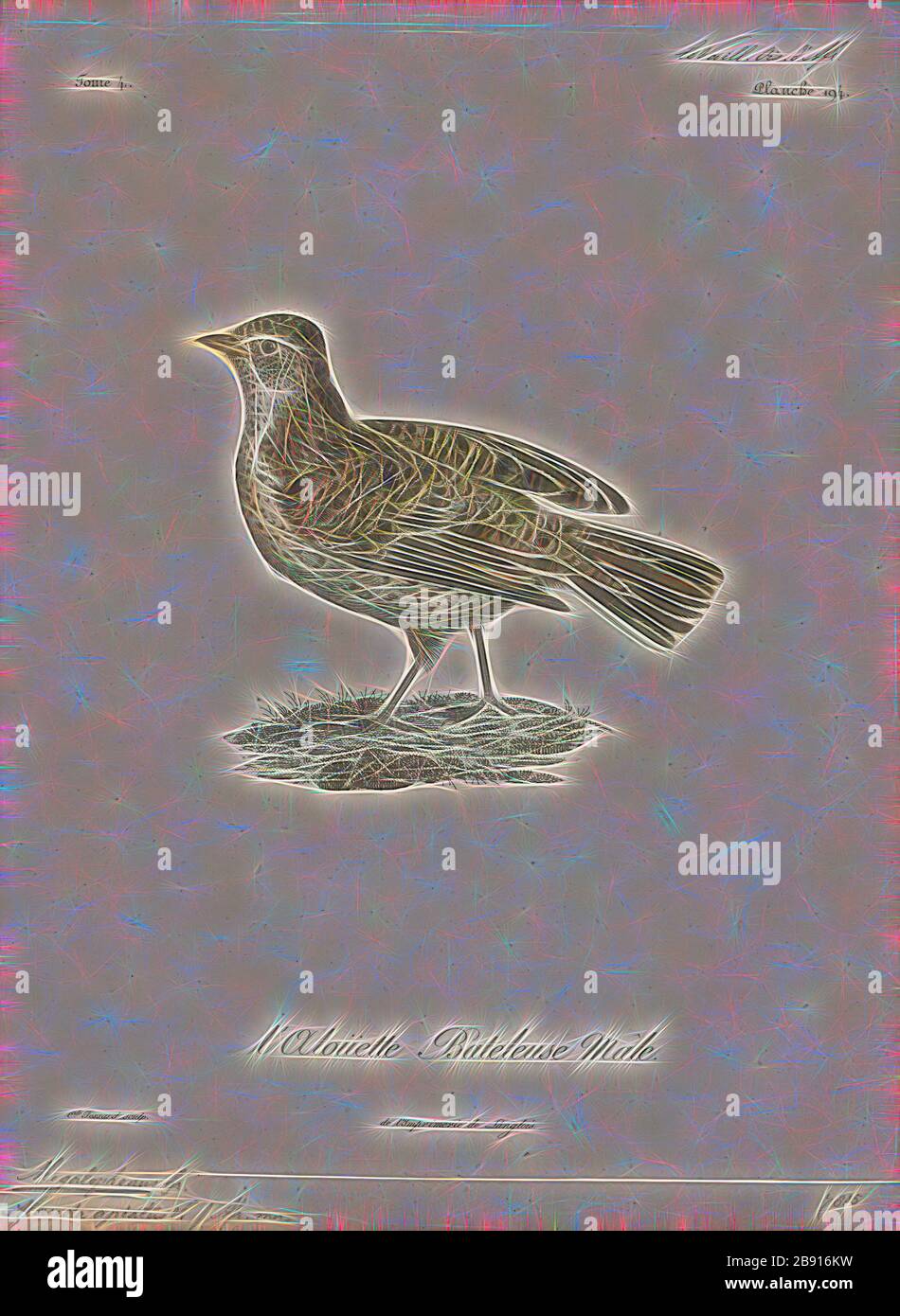 Megalophonus apiatus, Print, Mirafra, Mirafra is a genus of lark in the Alaudidae family. Some Mirafra species are called larks, Reimagined by Gibon, design of warm cheerful glowing of brightness and light rays radiance. Classic art reinvented with a modern twist. Photography inspired by futurism, embracing dynamic energy of modern technology, movement, speed and revolutionize culture. Stock Photo