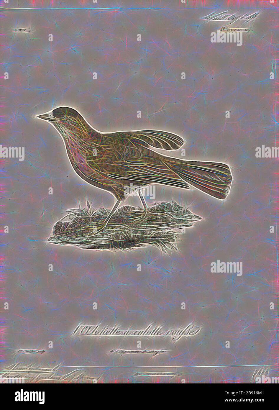 Megalophonus rufipileus, Print, Mirafra, Mirafra is a genus of lark in the Alaudidae family. Some Mirafra species are called larks, Reimagined by Gibon, design of warm cheerful glowing of brightness and light rays radiance. Classic art reinvented with a modern twist. Photography inspired by futurism, embracing dynamic energy of modern technology, movement, speed and revolutionize culture. Stock Photo
