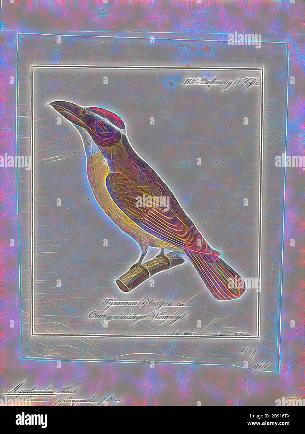 Megarhynchus pitangua, Print, The boat-billed flycatcher (Megarynchus pitangua) is a passerine bird. It is a large tyrant flycatcher, the only member of the monotypic genus Megarynchus., 1700-1880, Reimagined by Gibon, design of warm cheerful glowing of brightness and light rays radiance. Classic art reinvented with a modern twist. Photography inspired by futurism, embracing dynamic energy of modern technology, movement, speed and revolutionize culture. Stock Photo