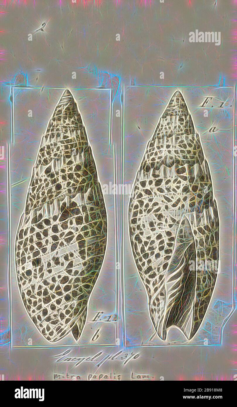Mitra papalis, Print, Mitra papalis, common name the Papal/Pontifical Mitre, is a species of sea snail, a marine gastropod mollusk in the family Mitridae, the miters., Reimagined by Gibon, design of warm cheerful glowing of brightness and light rays radiance. Classic art reinvented with a modern twist. Photography inspired by futurism, embracing dynamic energy of modern technology, movement, speed and revolutionize culture. Stock Photo