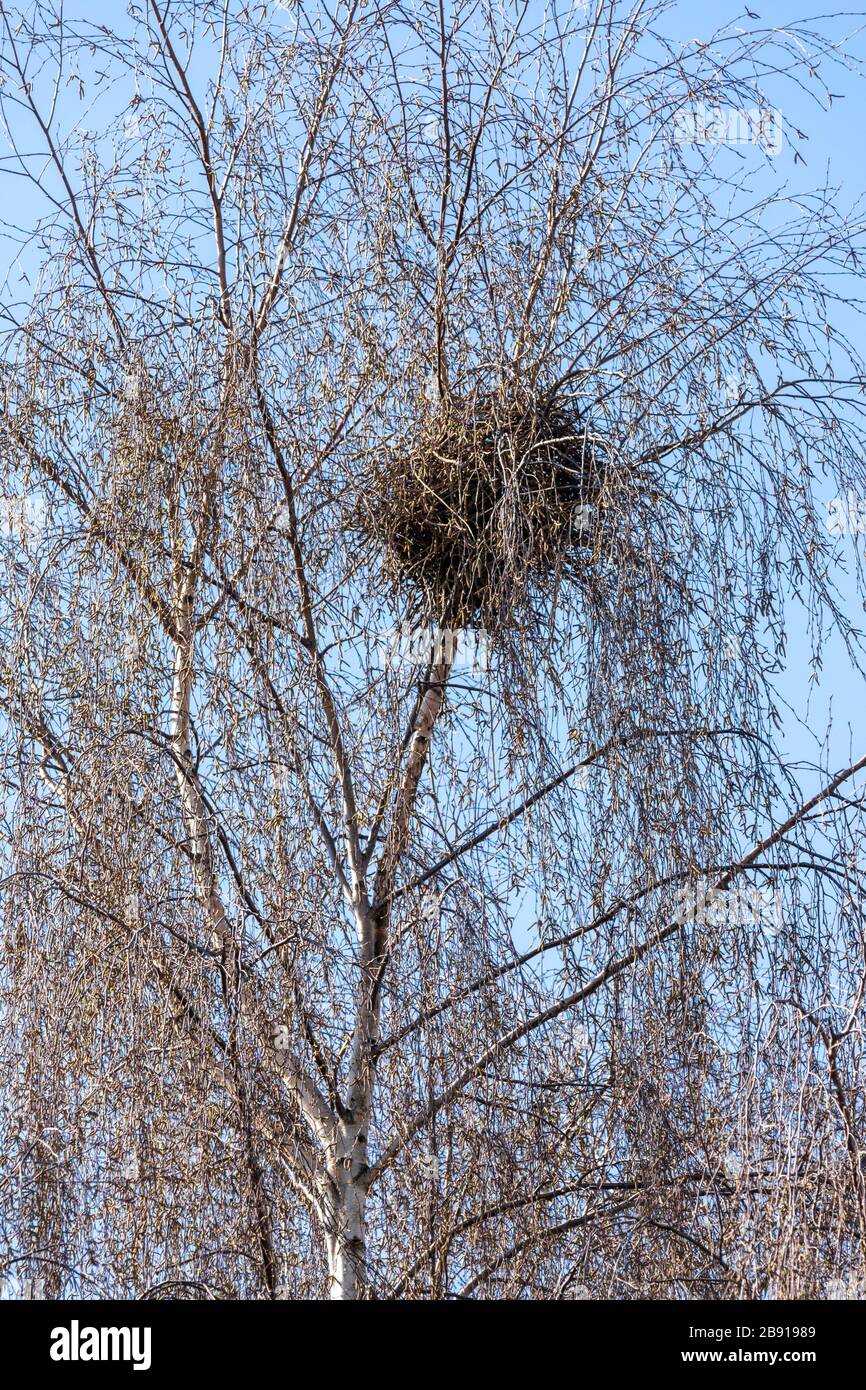 A magpie's nest in a silver birch tree in suburban Gloucester UK Stock Photo