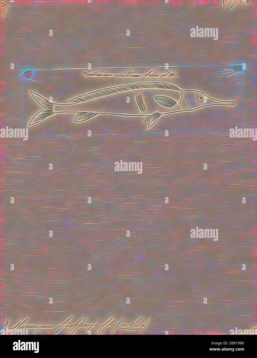 Mormyrus geoffroyi, Print, Mormyrus is a genus of fish in the Mormyridae family., 1700-1880, Reimagined by Gibon, design of warm cheerful glowing of brightness and light rays radiance. Classic art reinvented with a modern twist. Photography inspired by futurism, embracing dynamic energy of modern technology, movement, speed and revolutionize culture. Stock Photo
