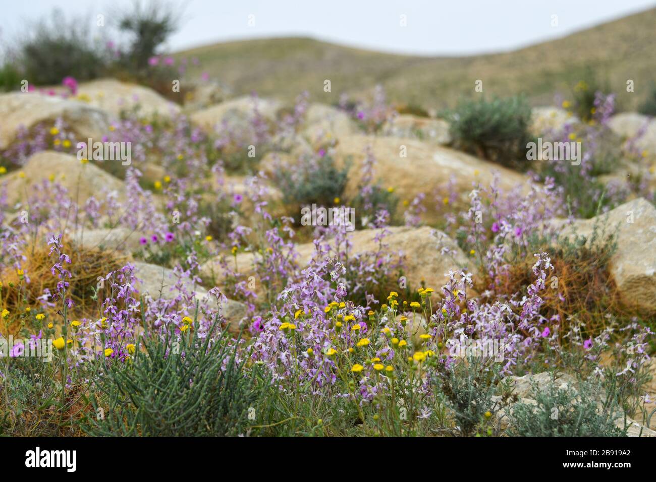 After a rare rainy season in the Negev Desert, Israel, an abundance of
