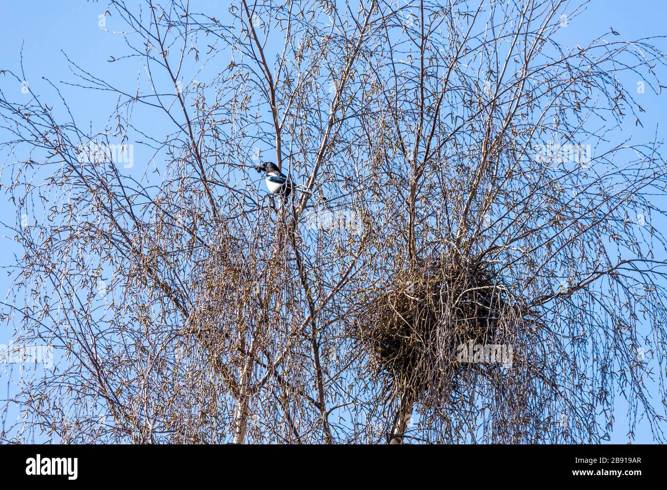 A magpie and its nest in a silver birch tree in suburban Gloucester UK Stock Photo