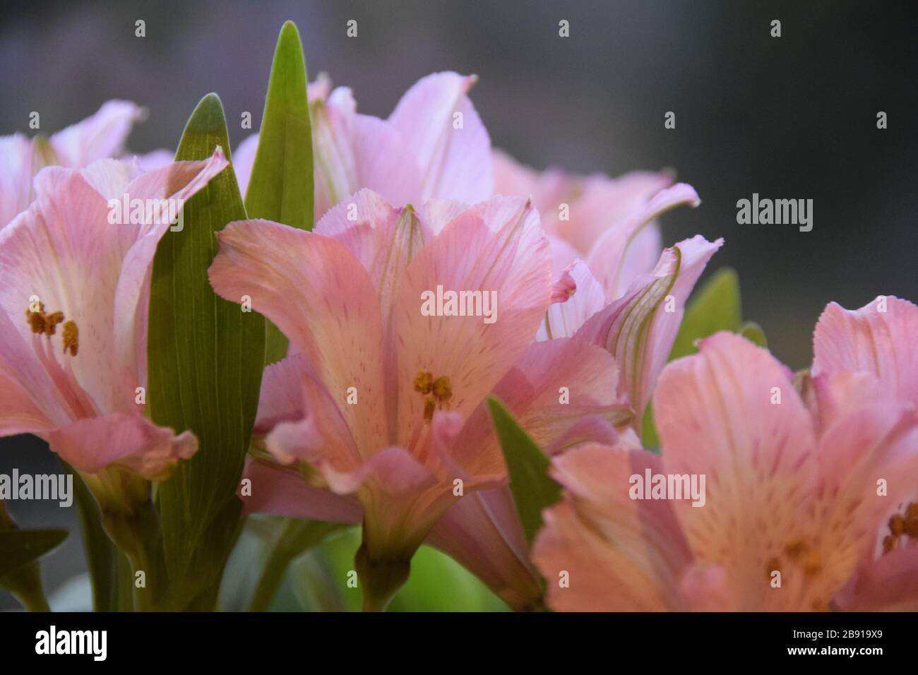 Minimal plant close up hi-res stock photography and images - Alamy