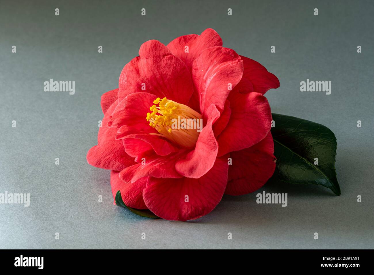 Camellia japonica Adolphe Audusson. Common Camellia. Stock Photo