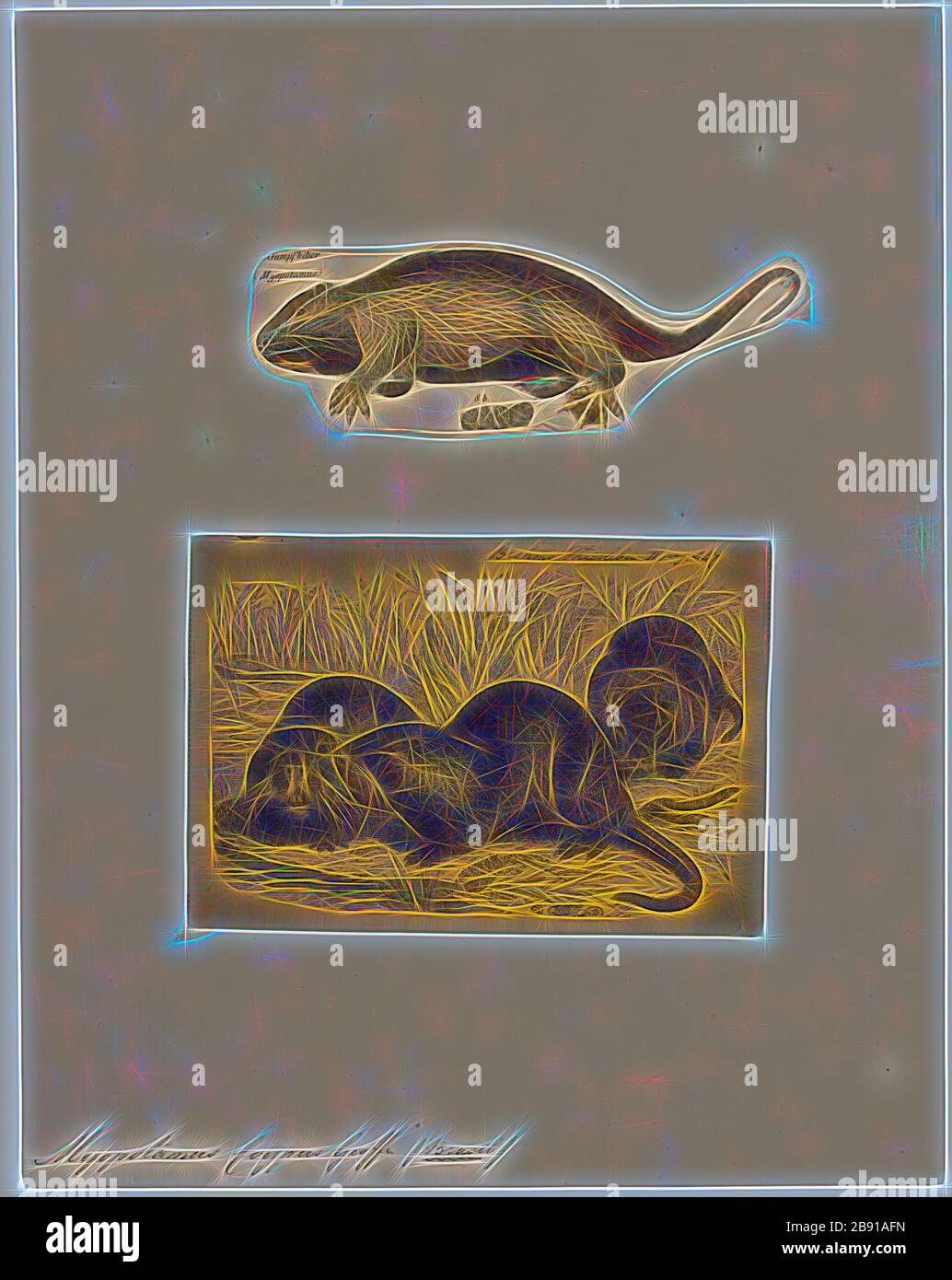 Myopotamus coypus, Print, The coypu, also known as the nutria, is a large, herbivorous, semiaquatic rodent. Classified for a long time as the only member of the family Myocastoridae. Myocastor is actually nested within Echimyidae, the family of the spiny rats. The coypu lives in burrows alongside stretches of water, and feeds on river plant stems. Originally native to subtropical and temperate South America, it has since been introduced to North America, Europe, Asia, and Africa, primarily by fur farmers. Although it is still hunted and trapped for its fur in some regions, its destructive burr Stock Photo