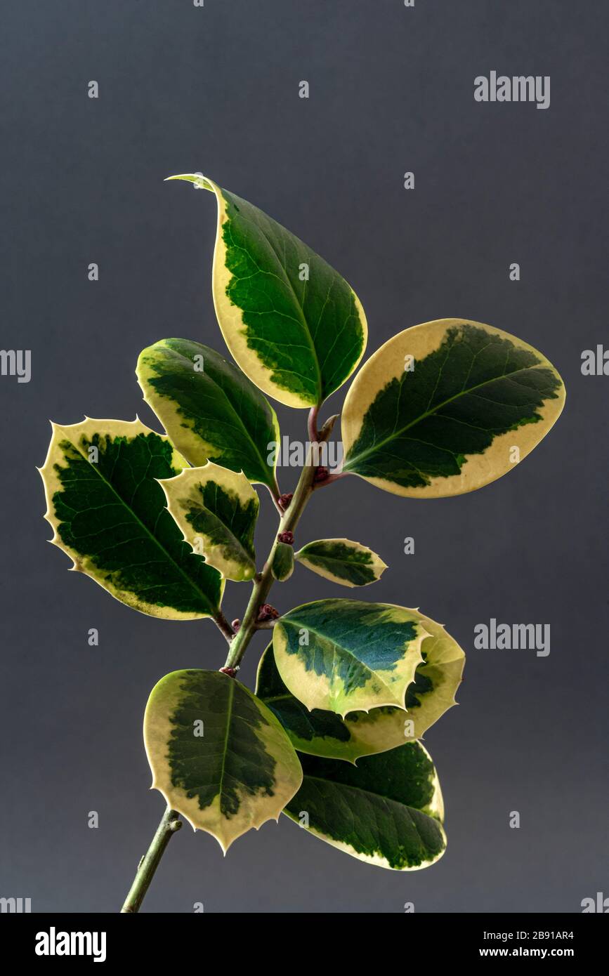 Ilex  altaclerensis Golden King, holly Golden King, aquifoliacea. Evergreen variegated Stock Photo