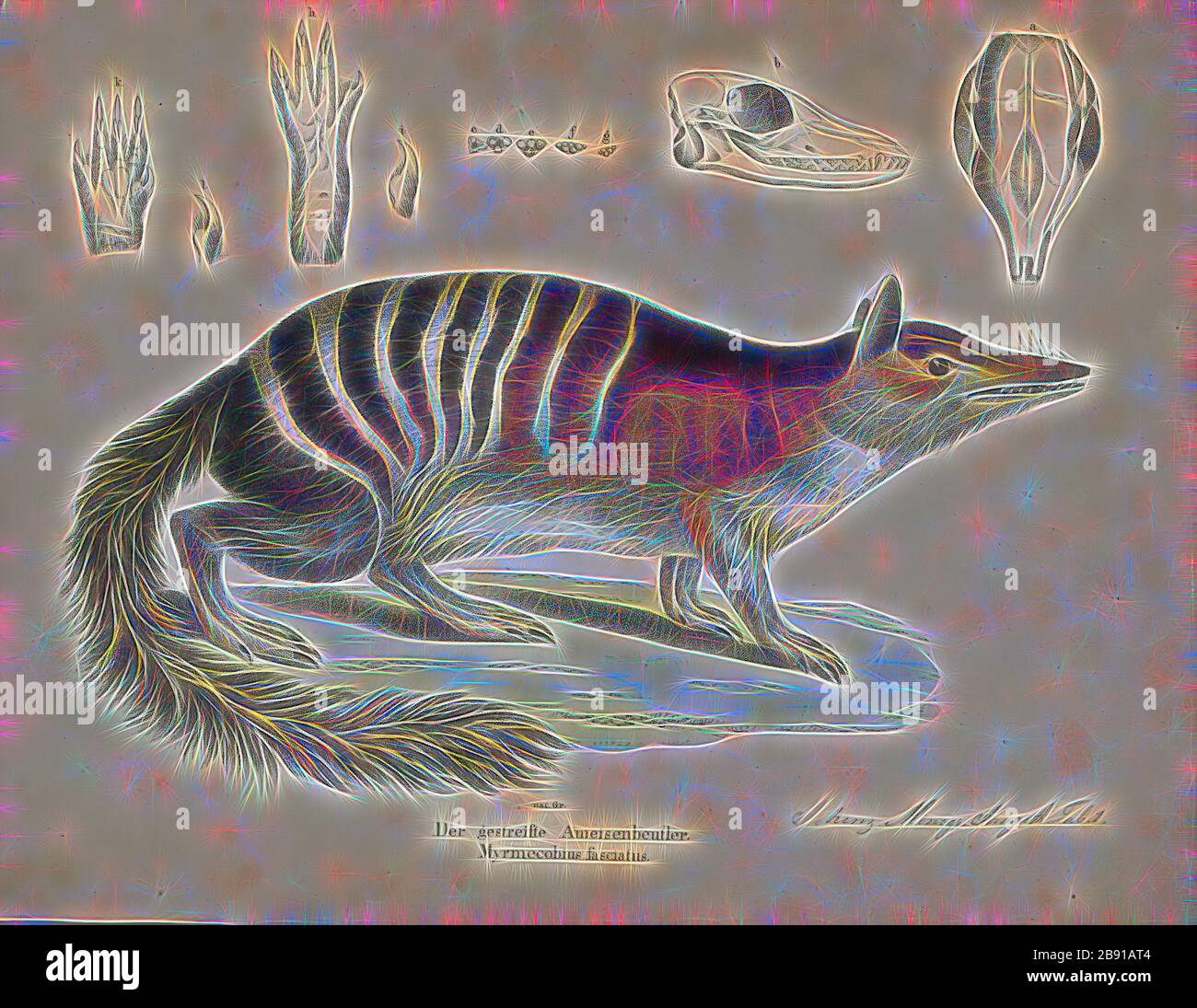 Noombat High Resolution Stock Photography And Images Alamy