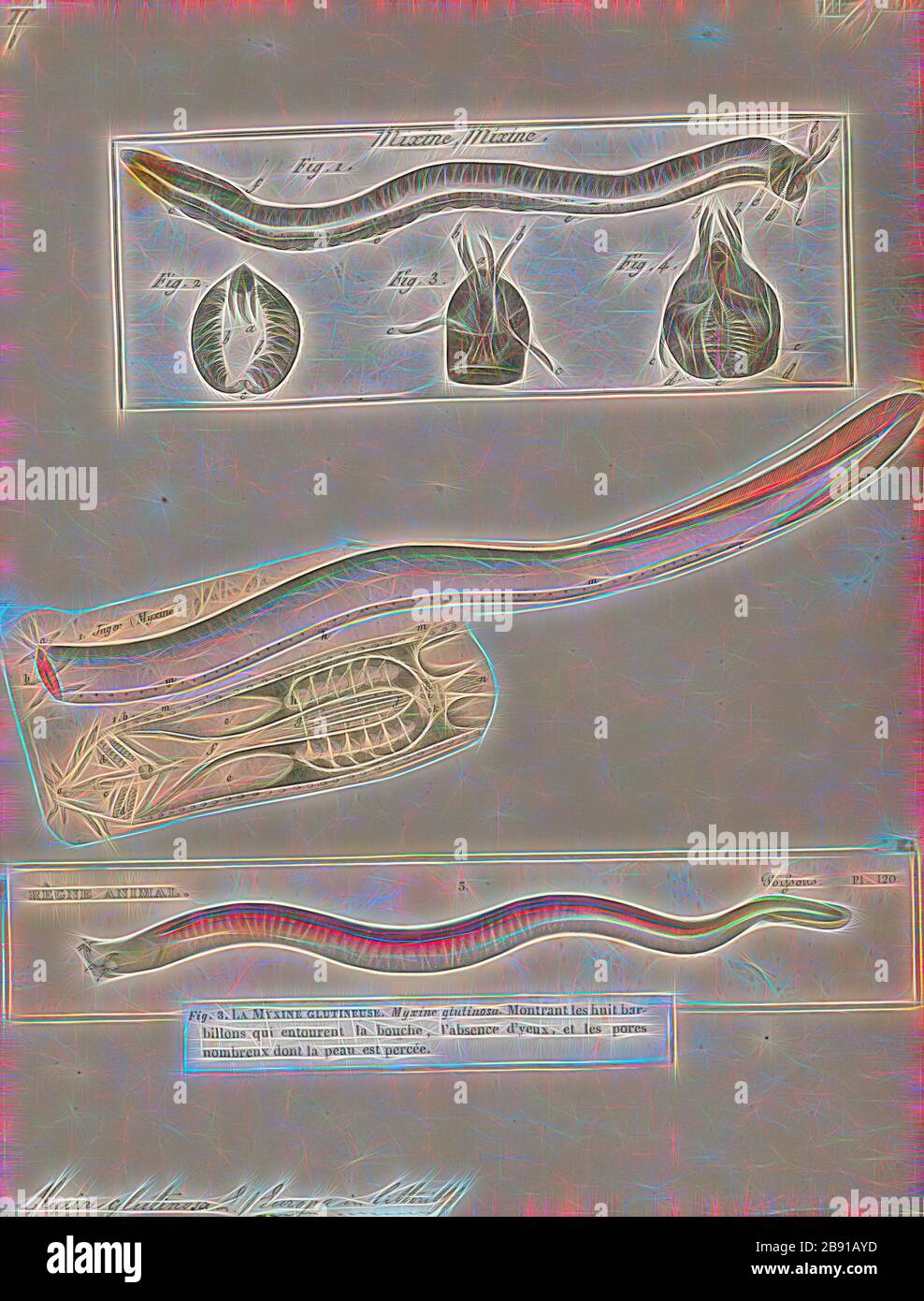 Hagfish Anatomy