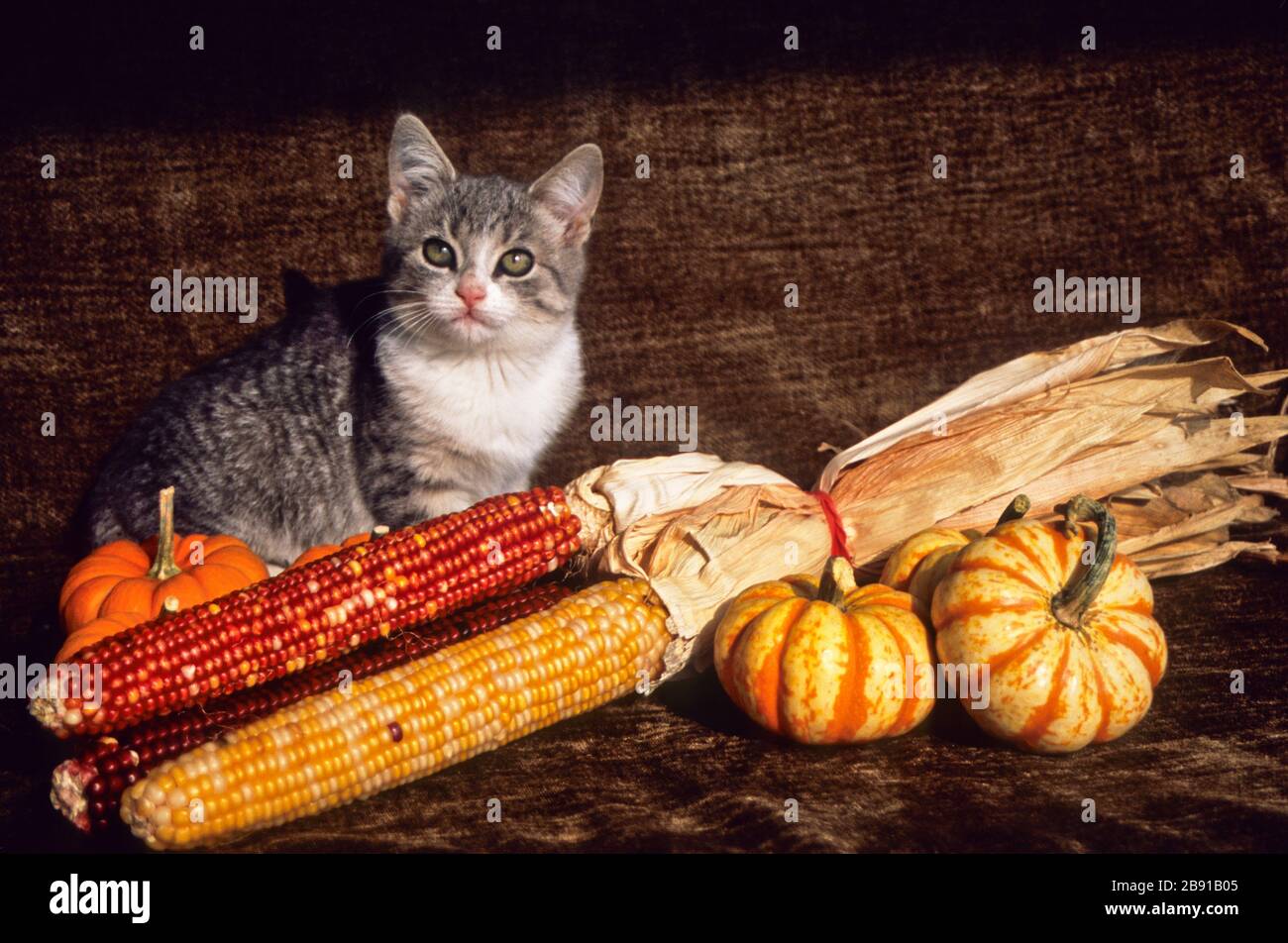Munchkins High Resolution Stock Photography and Images - Alamy Munchkins High Resolution Stock Photography and Images - Alamy