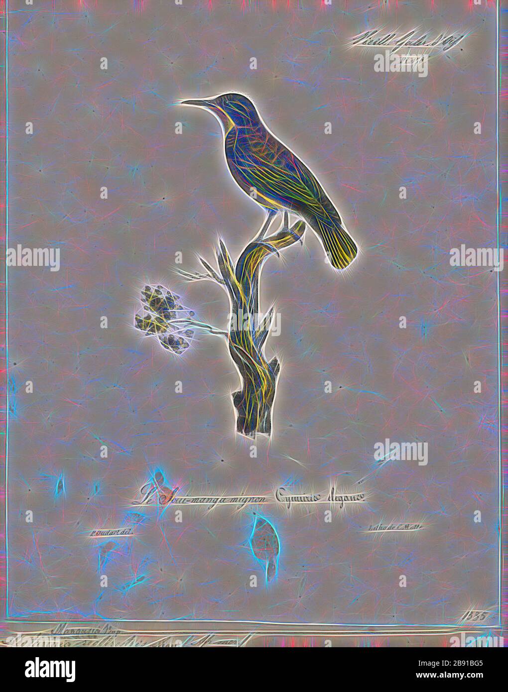 Nectarinia rectirostris, Print, Nectarinia is a genus of birds in the sunbird family, Nectariniidae. What species belong to it has been highly contentious for many decades. Towards the late 20th century, the dominant trend was to use it to group all typical sunbirds. More recently taxonomists have divided the Nectarinia into eight genera which are now considered distinct from Nectarinia: Leptocoma, Anabathmis, Chalcomitra, Cinnyris, Cyanomitra, Dreptes, Anthobaphes, and Drepanorhynchus., 1825-1834, Reimagined by Gibon, design of warm cheerful glowing of brightness and light rays radiance. Clas Stock Photo