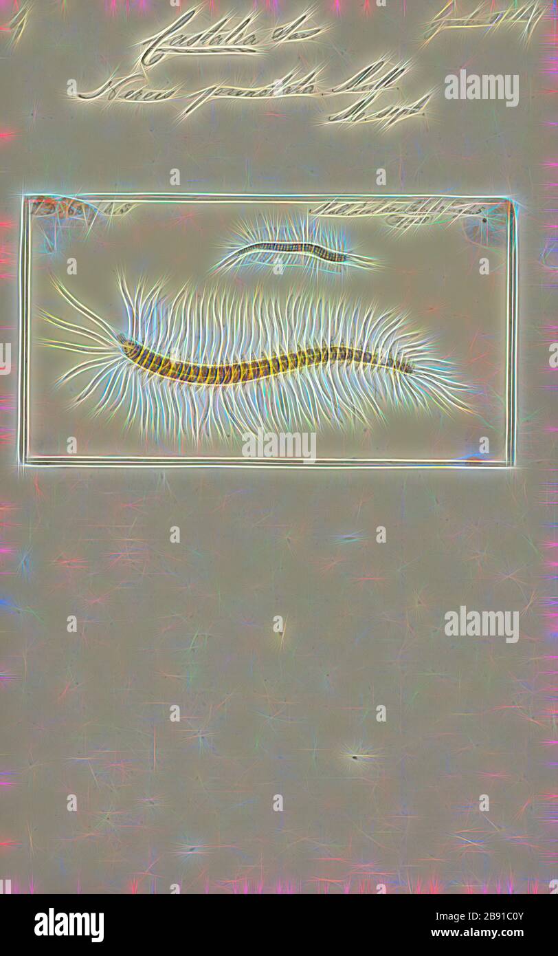 Nereis punctata, Print, Nereis is a genus of polychaete worms in the family Nereididae. It comprises many species, most of which are marine. Nereis possess setae and parapodia for locomotion. They may have two types of setae, which are found on the parapodia. Acicular setae provide support. Locomotor chaetae are for crawling, and are the bristles that are visible on the exterior of the Polychaeta. They are cylindrical in shape, found not only in sandy areas, and they are adapted to burrow. They often cling to seagrass (posidonia) or other grass on rocks and sometimes gather in large groups. Th Stock Photo