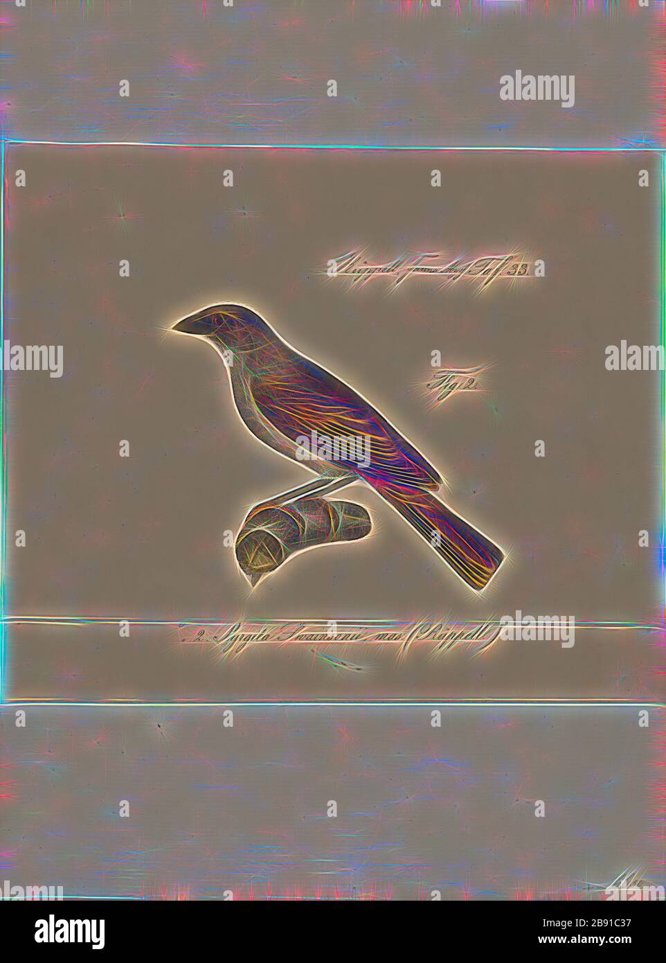 Nigrita luteifrons hires stock photography and images Alamy