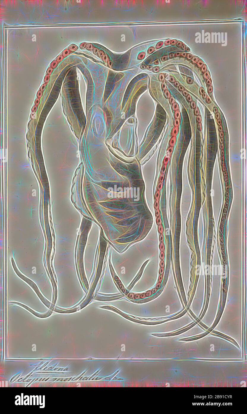 Octopus moschatus, Print, Eledone moschata, the musky octopus, is a species of octopus belonging to the family Octopodidae., Reimagined by Gibon, design of warm cheerful glowing of brightness and light rays radiance. Classic art reinvented with a modern twist. Photography inspired by futurism, embracing dynamic energy of modern technology, movement, speed and revolutionize culture. Stock Photo