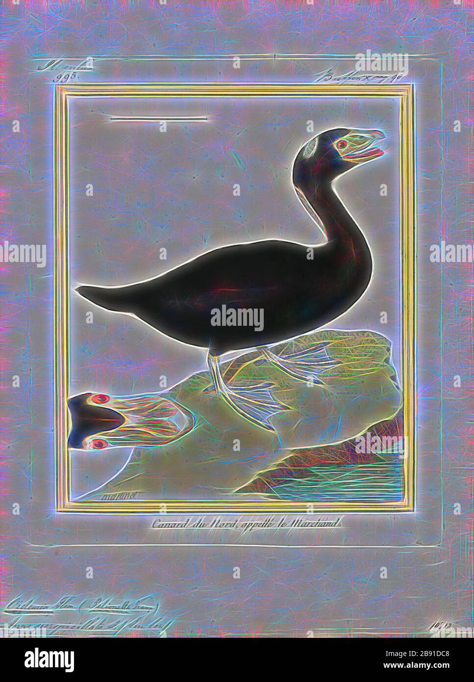 Download Black And White Ducks High Resolution Stock Photography And Images Alamy