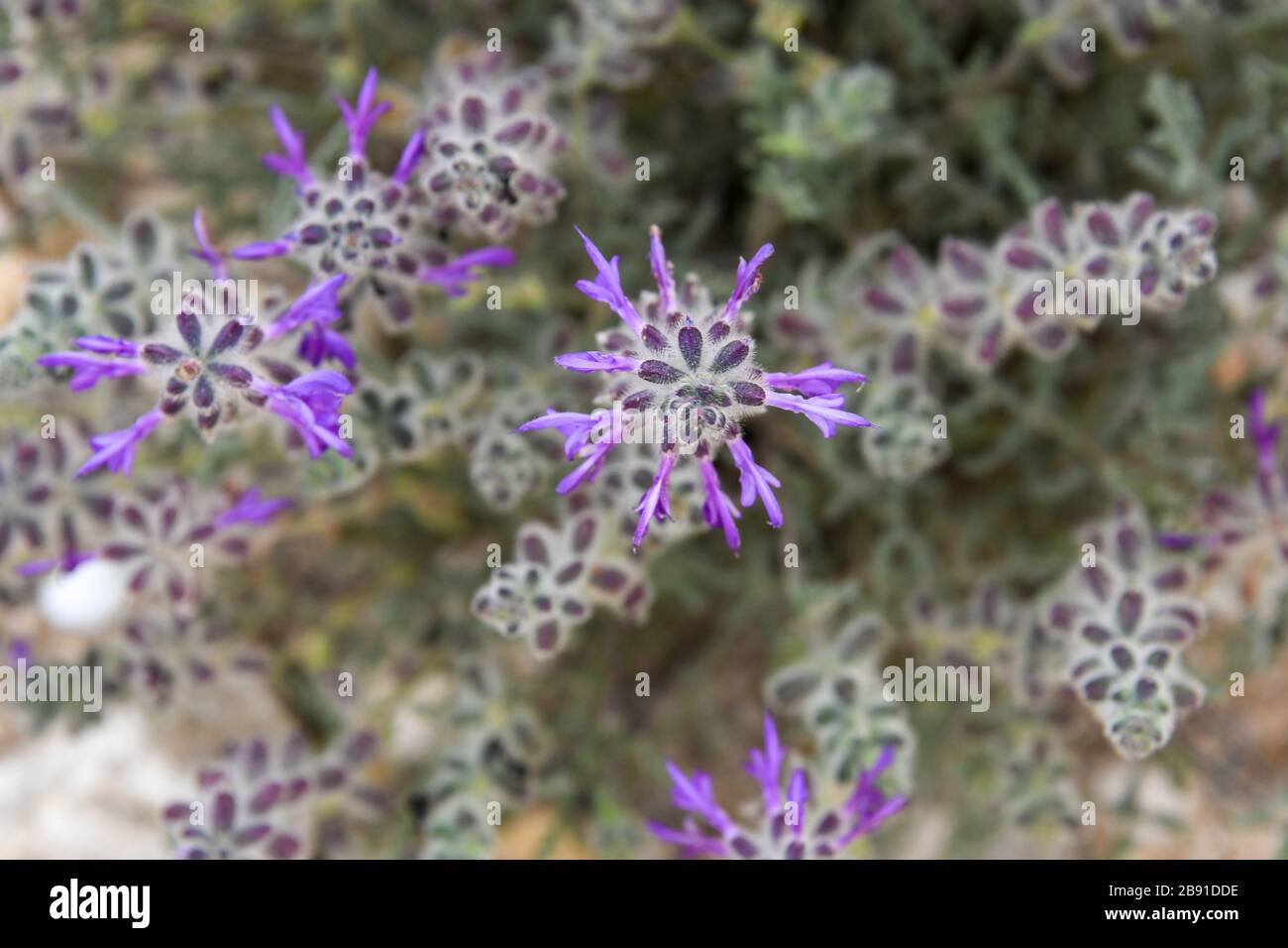 Thymus capitatus (syn Thymbra capitata) is a compact, woody perennial