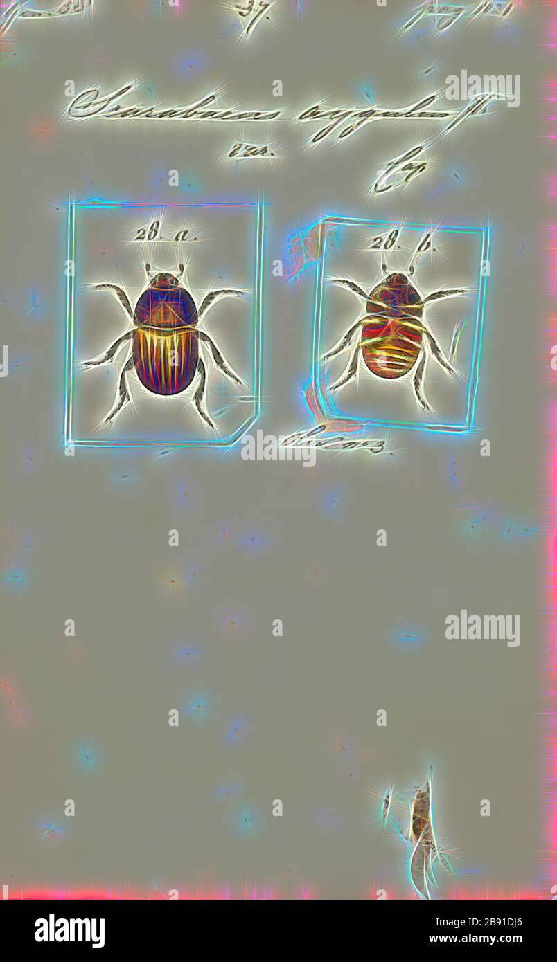 Onitis, Print, Onitis is a genus of Scarabaeidae or scarab beetles in ...