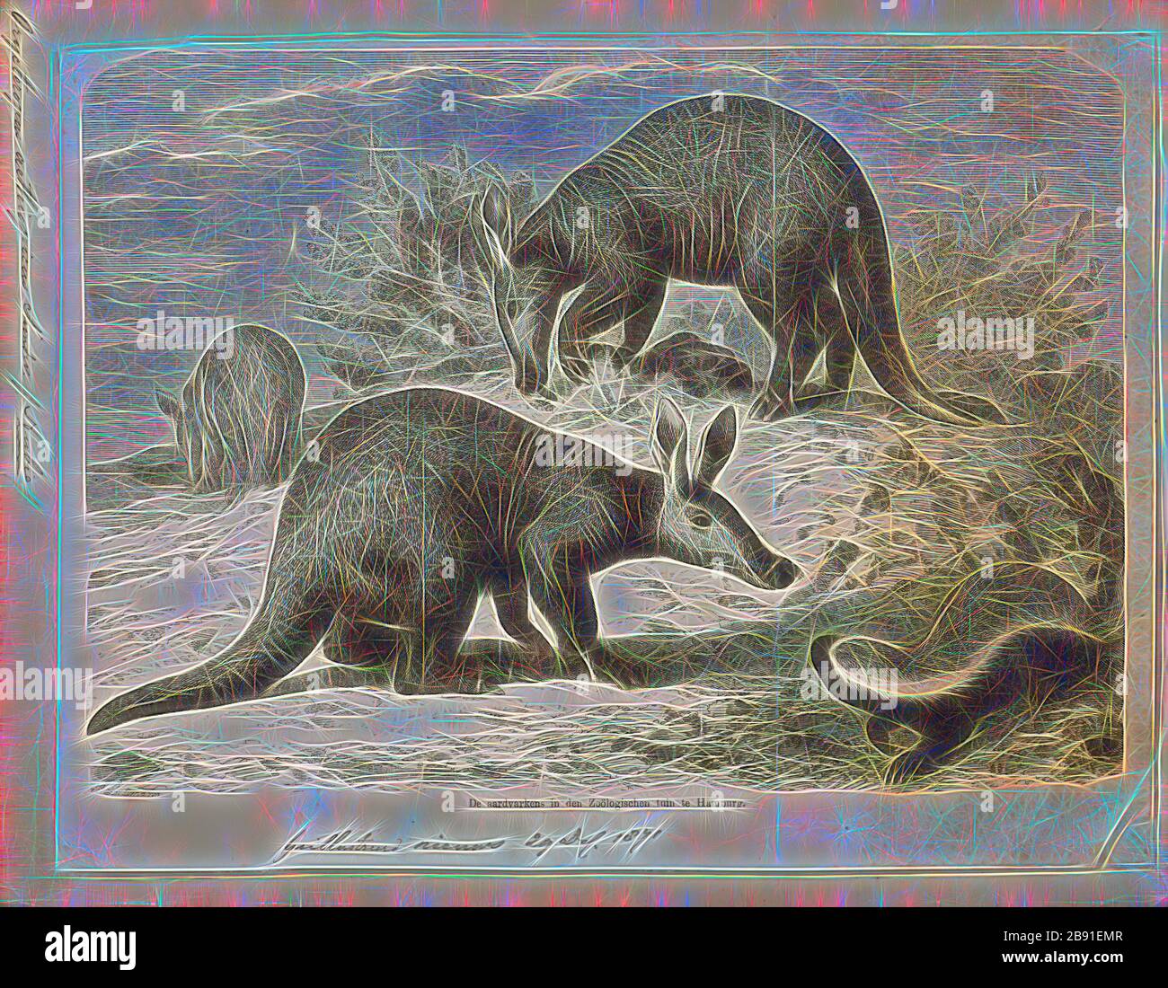 Tubulidentata hires stock photography and images Alamy