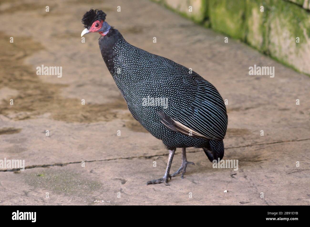 Crested Guineafowl, southern africa, close-up Stock Photo