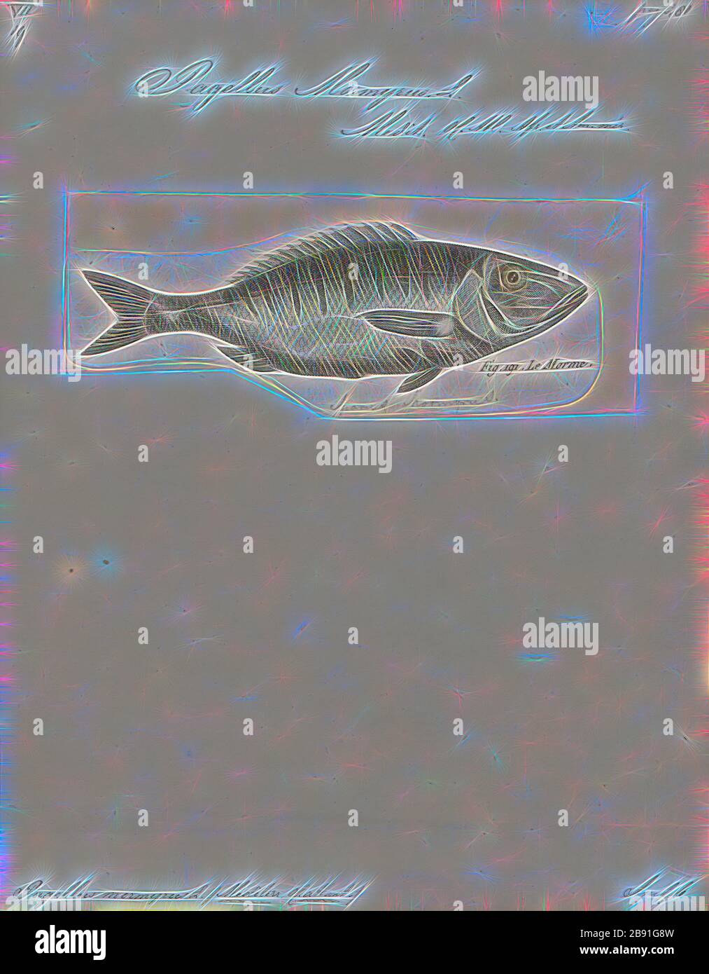 Pagellus mormyrus, Print, 1700-1880, Reimagined by Gibon, design of warm cheerful glowing of brightness and light rays radiance. Classic art reinvented with a modern twist. Photography inspired by futurism, embracing dynamic energy of modern technology, movement, speed and revolutionize culture. Stock Photo