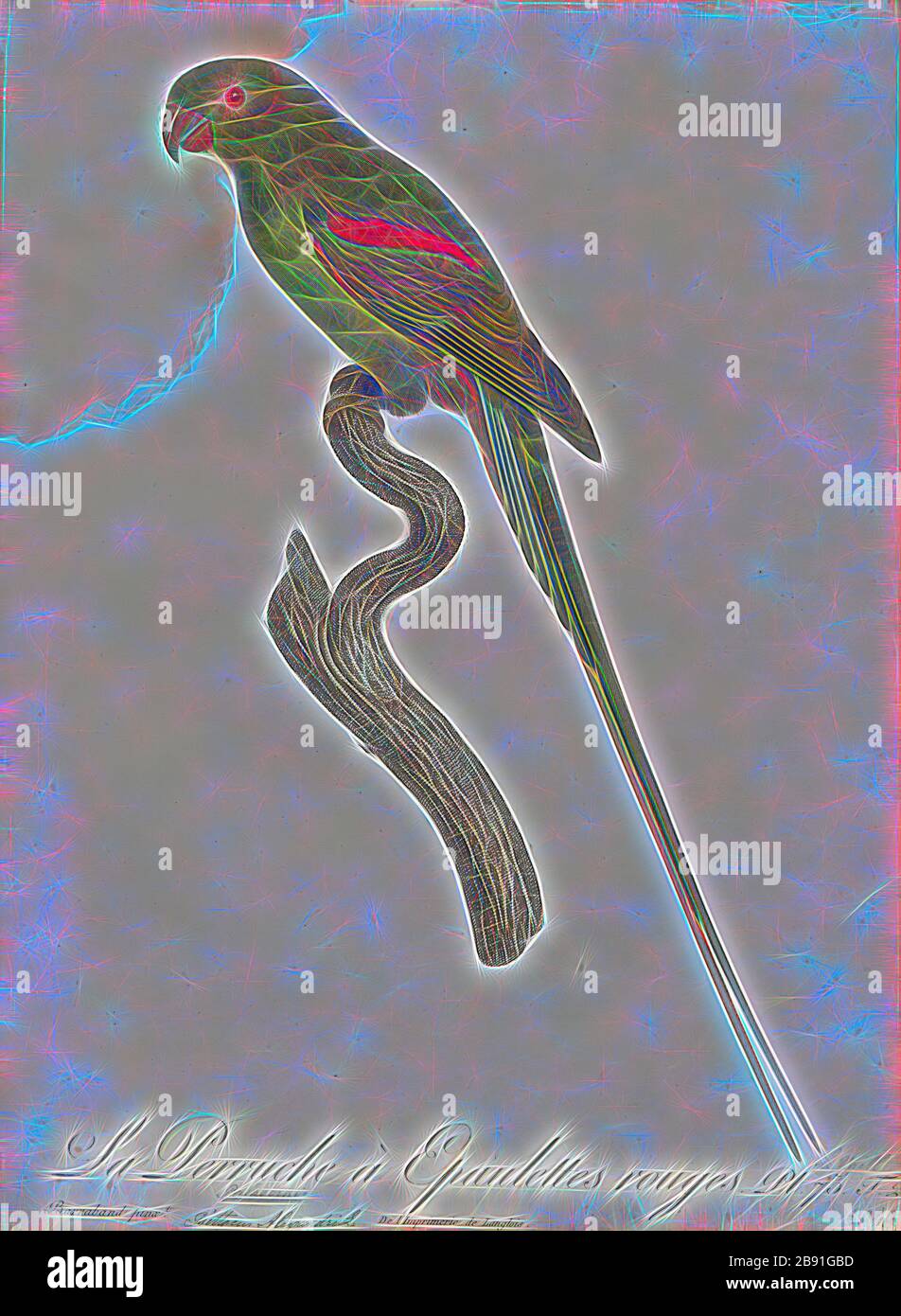 Palaeornis eupatria, Print, Psittacula, Members of the parrot genus Psittacula or Afro-Asian ring-necked parakeets as they are commonly known in aviculture originates found from Africa to South-East Asia. It is a widespread group, with a clear concentration of species in south Asia, but also with representatives in Africa and the islands of the Indian Ocean. This is the only genus of Parrot which has the majority of its species in continental Asia. Of all the extant species only Psittacula calthropae, Psittacula caniceps and Psittacula echo do not have a representative subspecies in any part o Stock Photo