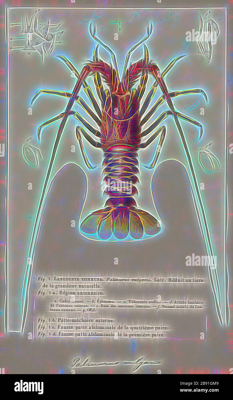 Palinurus vulgaris, Print, Palinurus elephas is a spiny lobster, which is commonly caught in the Mediterranean Sea. Its common names include European spiny lobster, crayfish or cray (in Ireland), common spiny lobster, Mediterranean lobster and red lobster., Reimagined by Gibon, design of warm cheerful glowing of brightness and light rays radiance. Classic art reinvented with a modern twist. Photography inspired by futurism, embracing dynamic energy of modern technology, movement, speed and revolutionize culture. Stock Photo