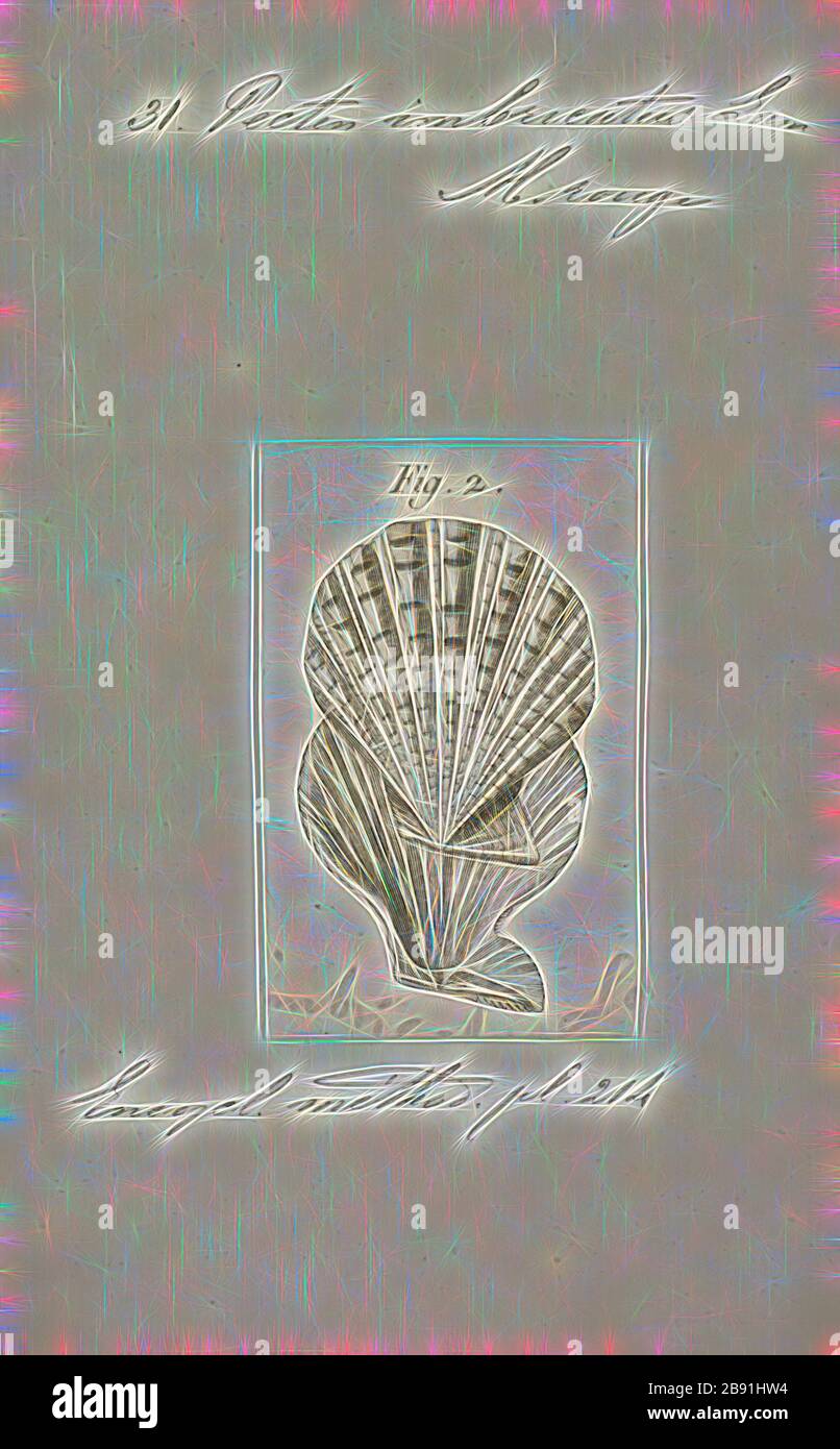 Pecten imbricatus, Print, Reimagined by Gibon, design of warm cheerful glowing of brightness and light rays radiance. Classic art reinvented with a modern twist. Photography inspired by futurism, embracing dynamic energy of modern technology, movement, speed and revolutionize culture. Stock Photo
